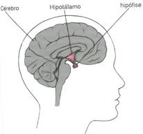 http://mmspf.msdonline.com.br/pacientes/manual_merck/secao_13/images/cap144_fig1.jpg